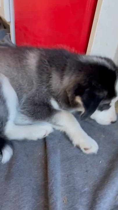 Enlarge Carsey, a Adopted Husky in STE-MARGUERITE-DU-LAC-MASSON, QC video 2/2