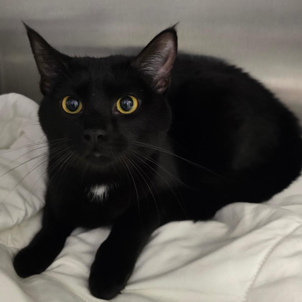 Enlarge Lily, a Adoptable mixed breed in Phoenix, AZ image 1/4