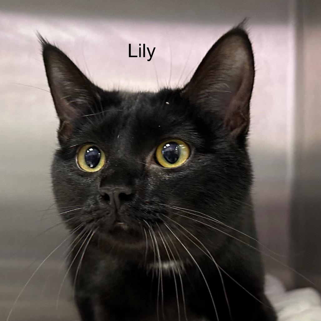 Enlarge Lily, a Adoptable mixed breed in Phoenix, AZ image 2/4