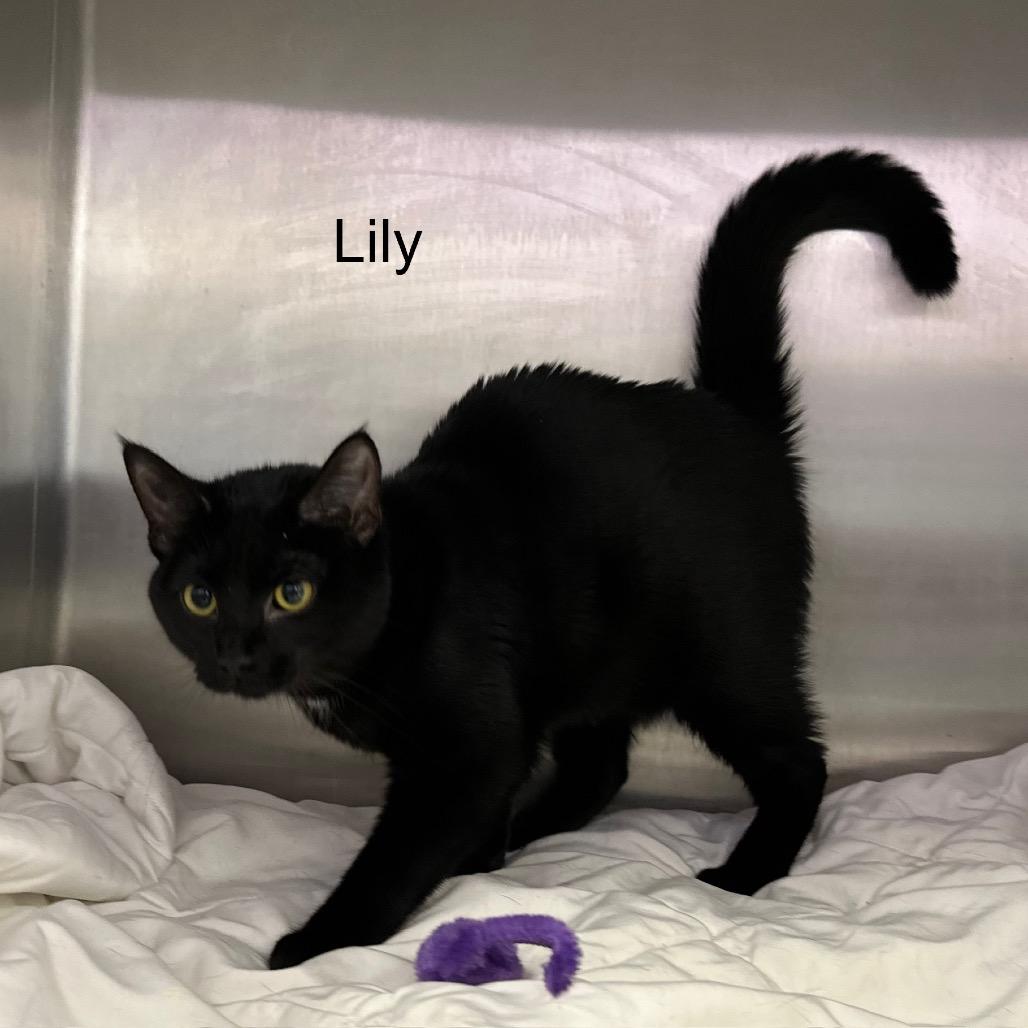 Enlarge Lily, a Adoptable mixed breed in Phoenix, AZ image 3/4