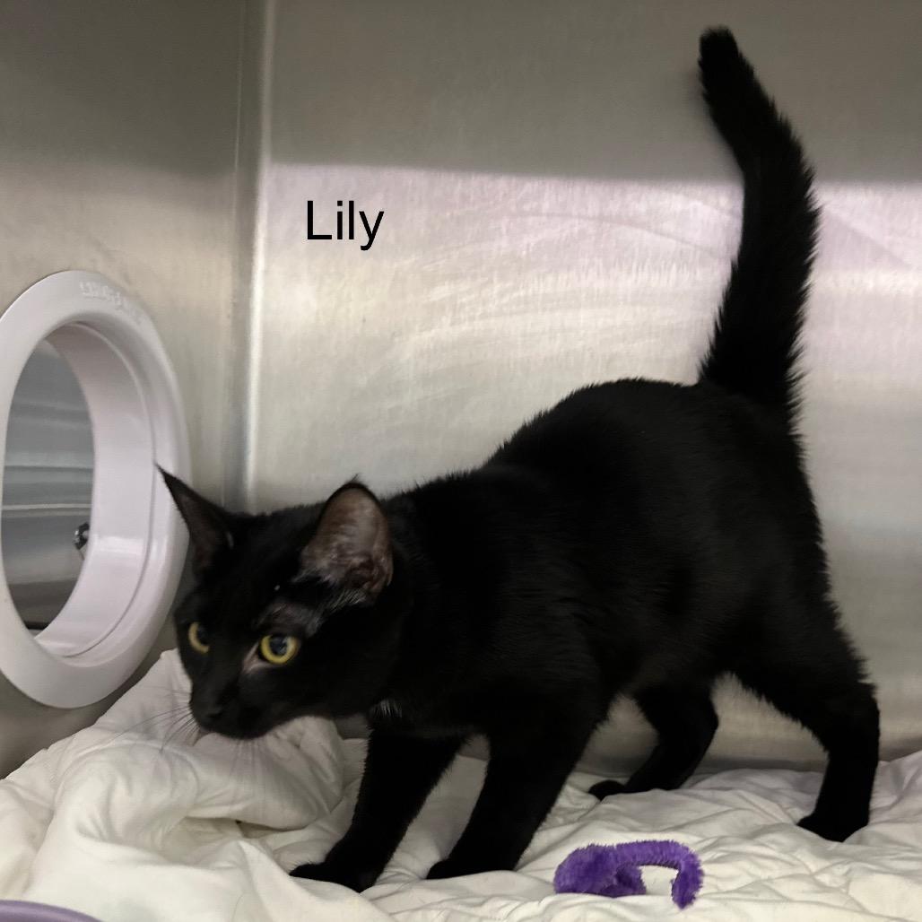 Enlarge Lily, a Adoptable mixed breed in Phoenix, AZ image 4/4