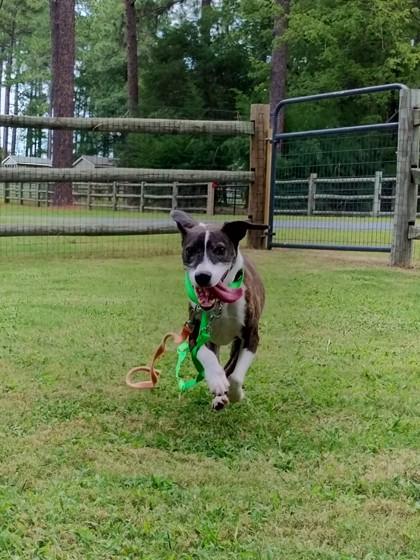 Enlarge Merlin, a Adoptable mixed breed in Southern Pines, NC image 1/3