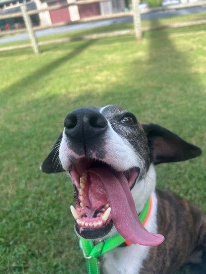 Enlarge Merlin, a Adoptable mixed breed in Southern Pines, NC image 2/3