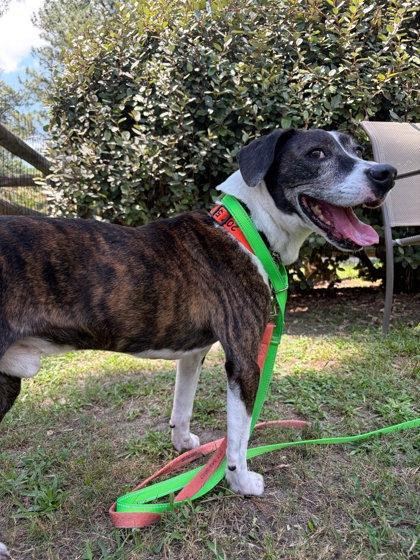Enlarge Merlin, a Adoptable mixed breed in Southern Pines, NC image 3/3