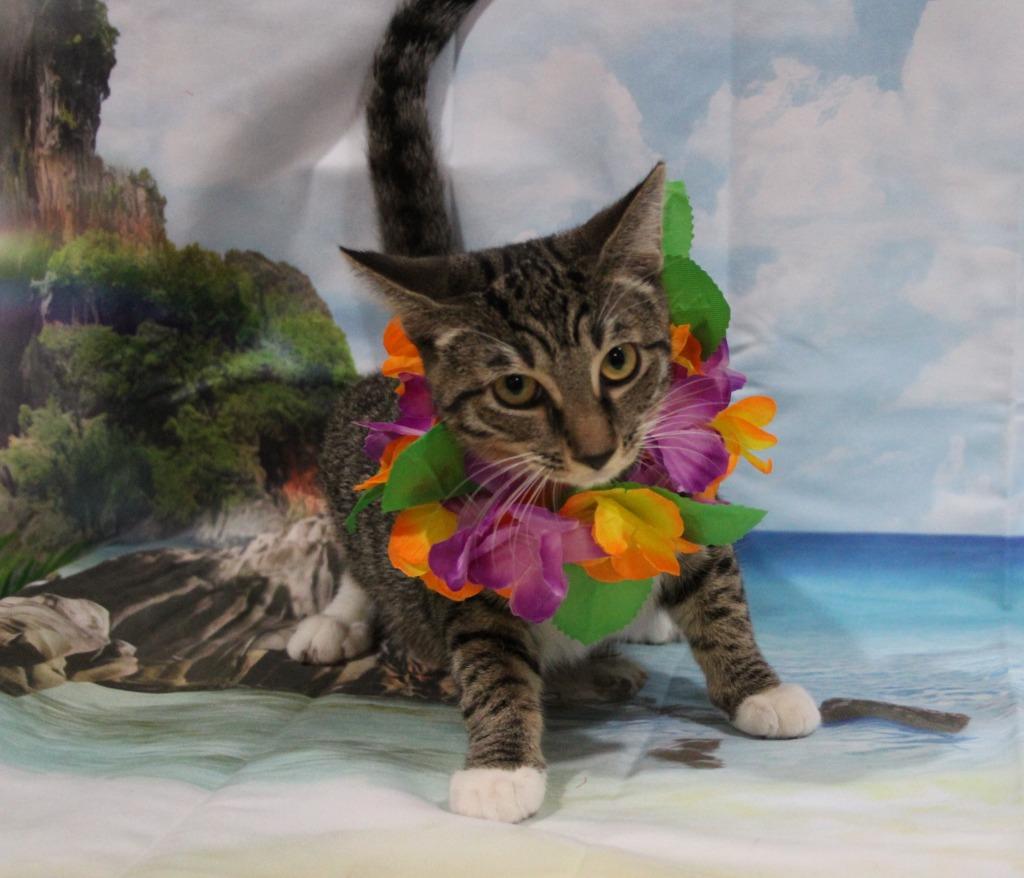 Kekaha, Adoptable, Kitten Female Domestic Short Hair.