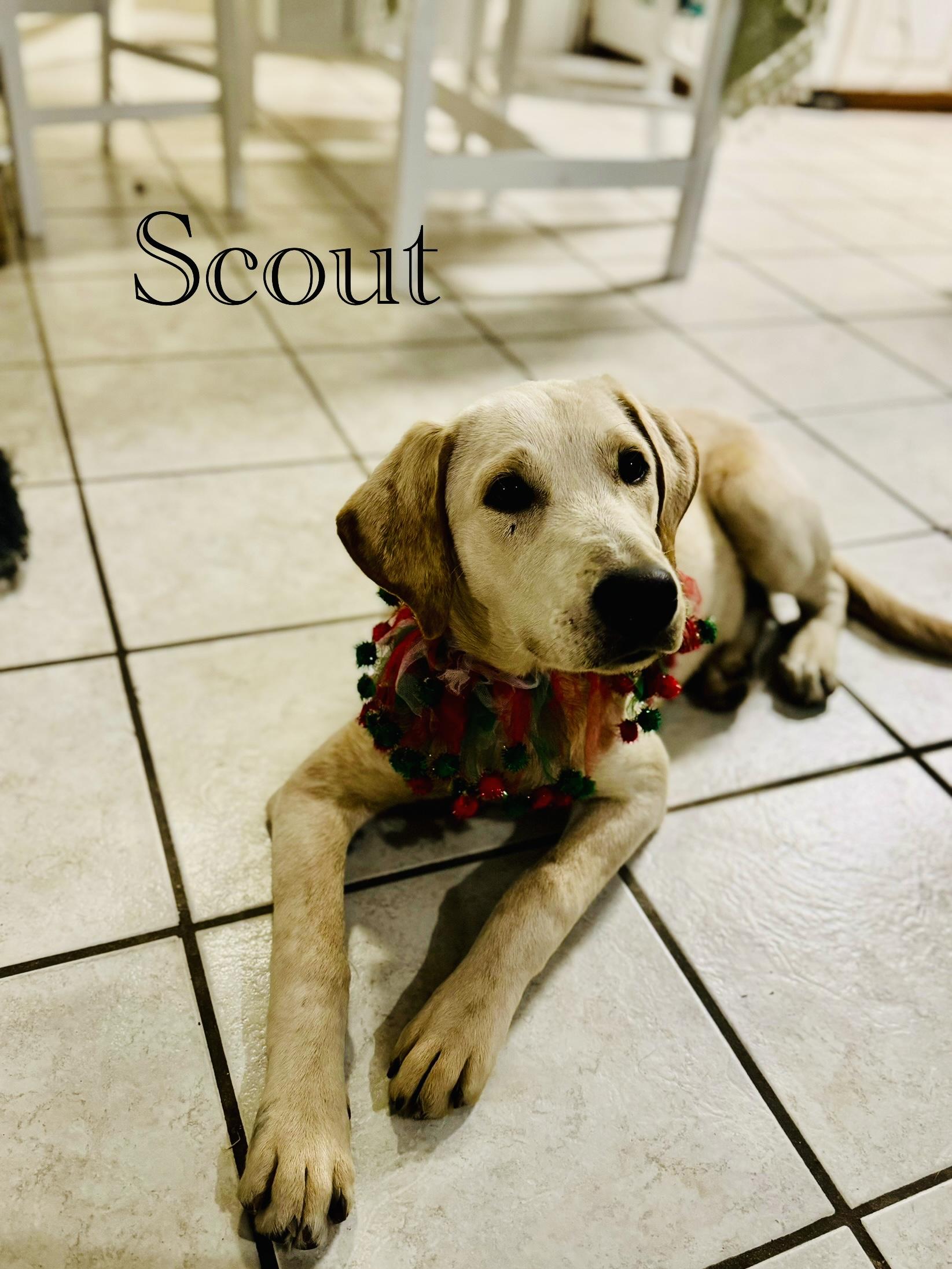 Scout, a Adoptable mixed breed in Plumerville, AR image 1/2