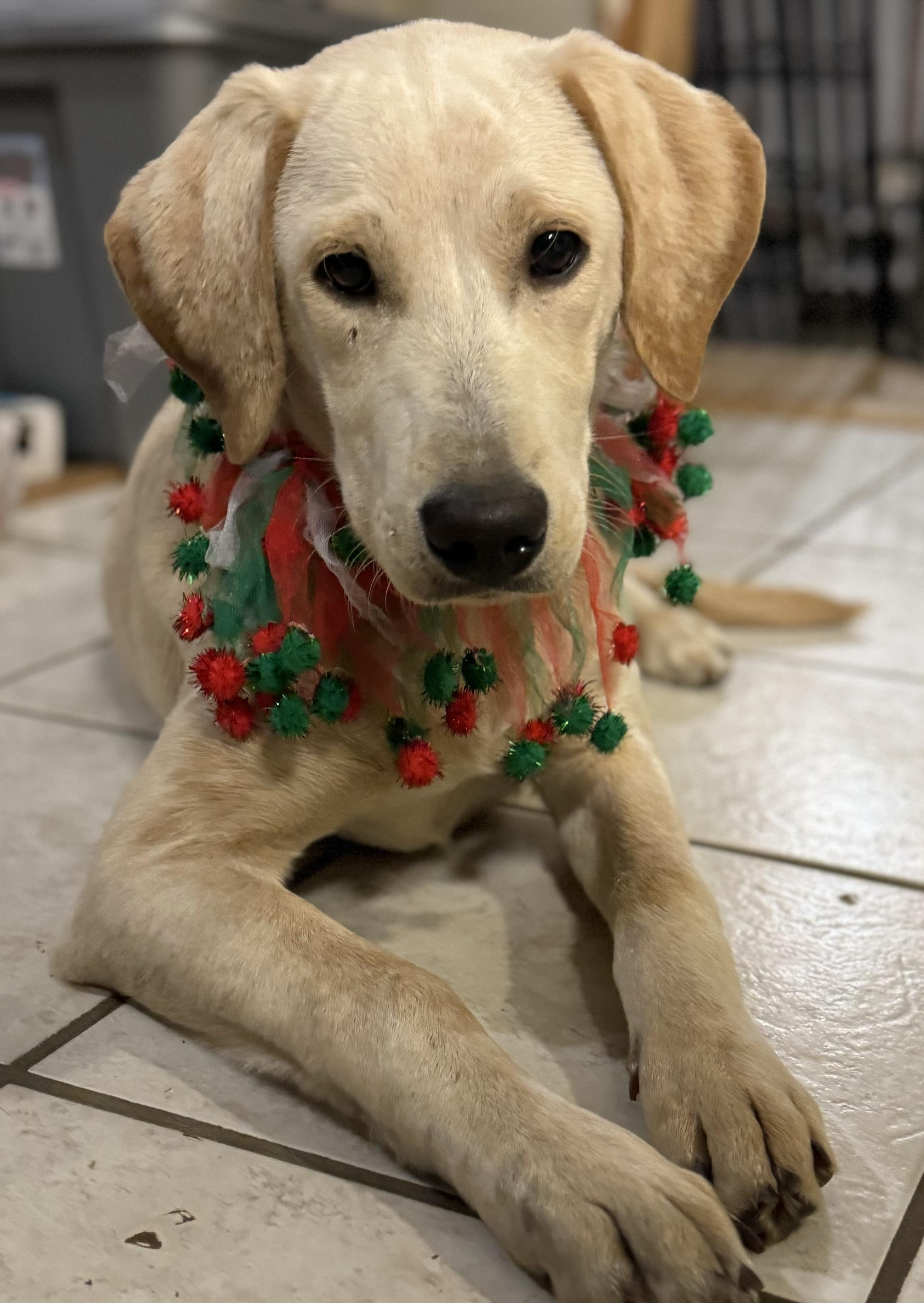 Scout, a Adoptable mixed breed in Plumerville, AR image 2/2