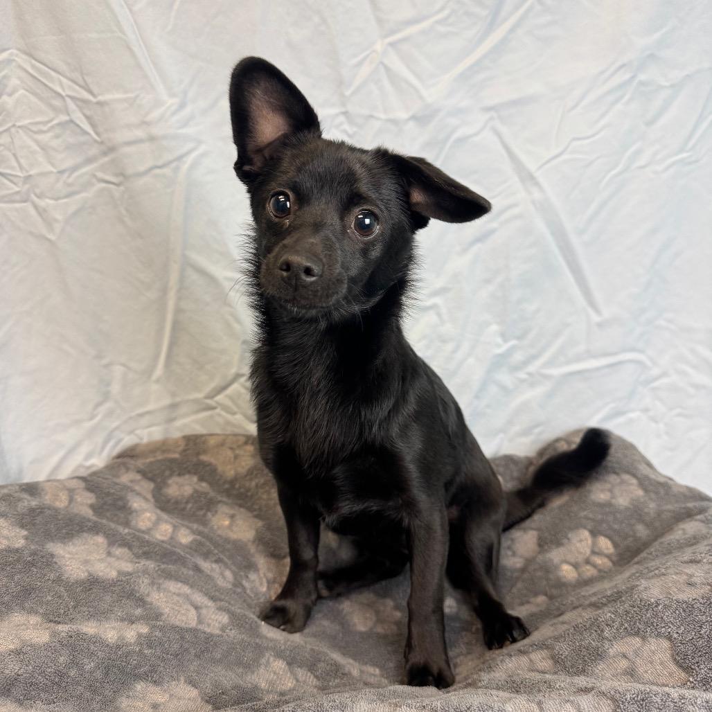 Enlarge Teaser, a Adoptable mixed breed in Fresno, CA image 1/1