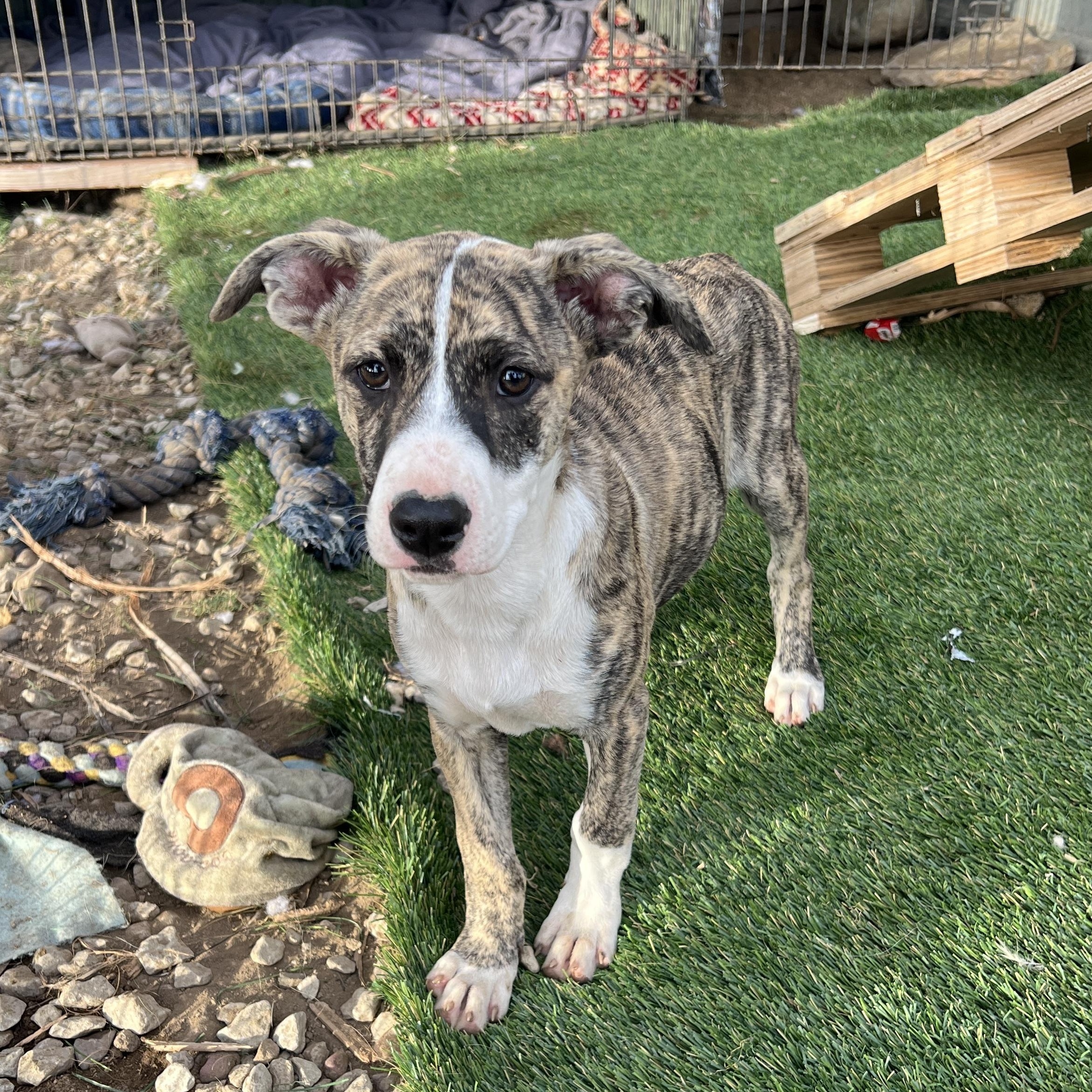 Enlarge Beca, a Adoptable mixed breed in Escondido, CA image 5/6