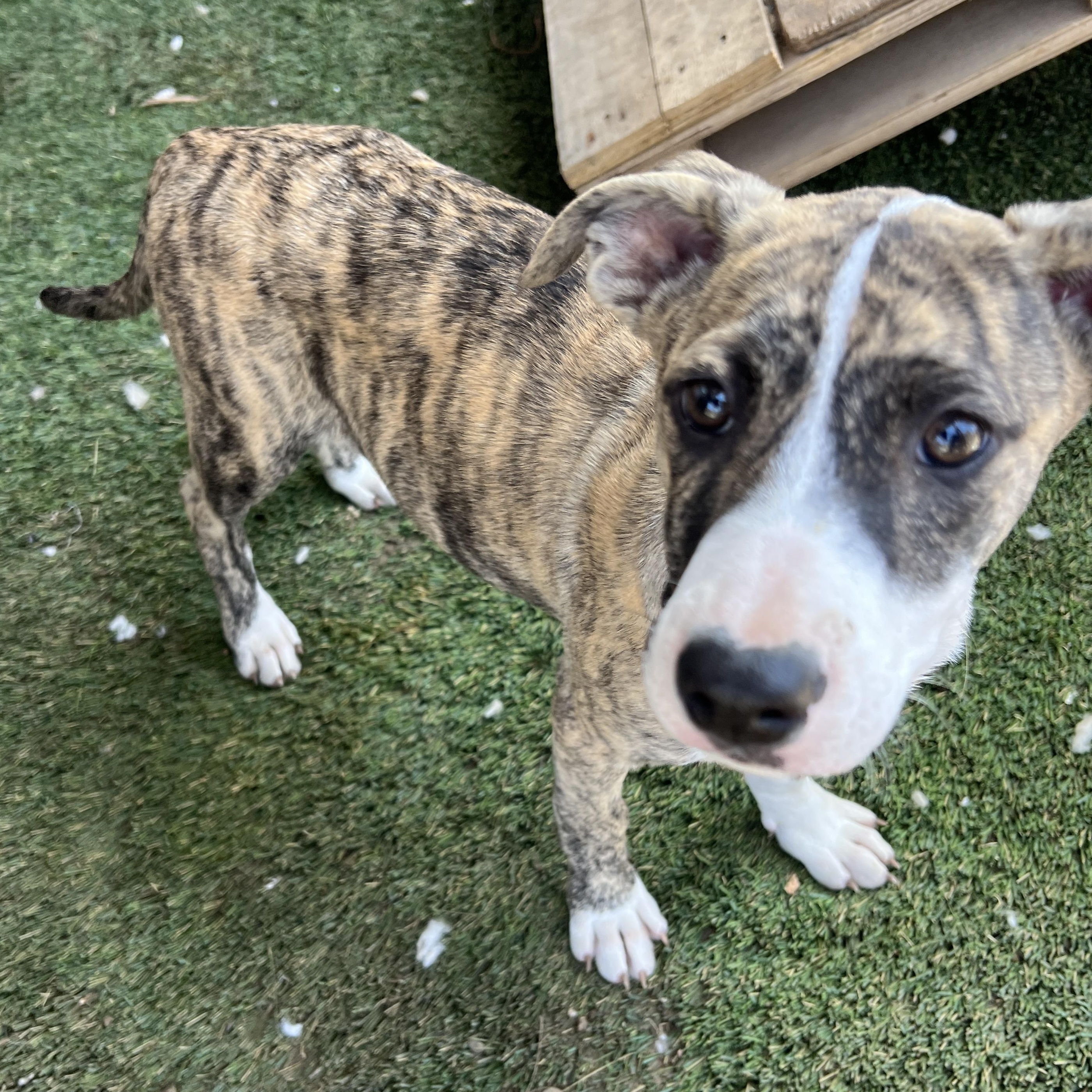 Enlarge Beca, a Adoptable mixed breed in Escondido, CA image 3/6