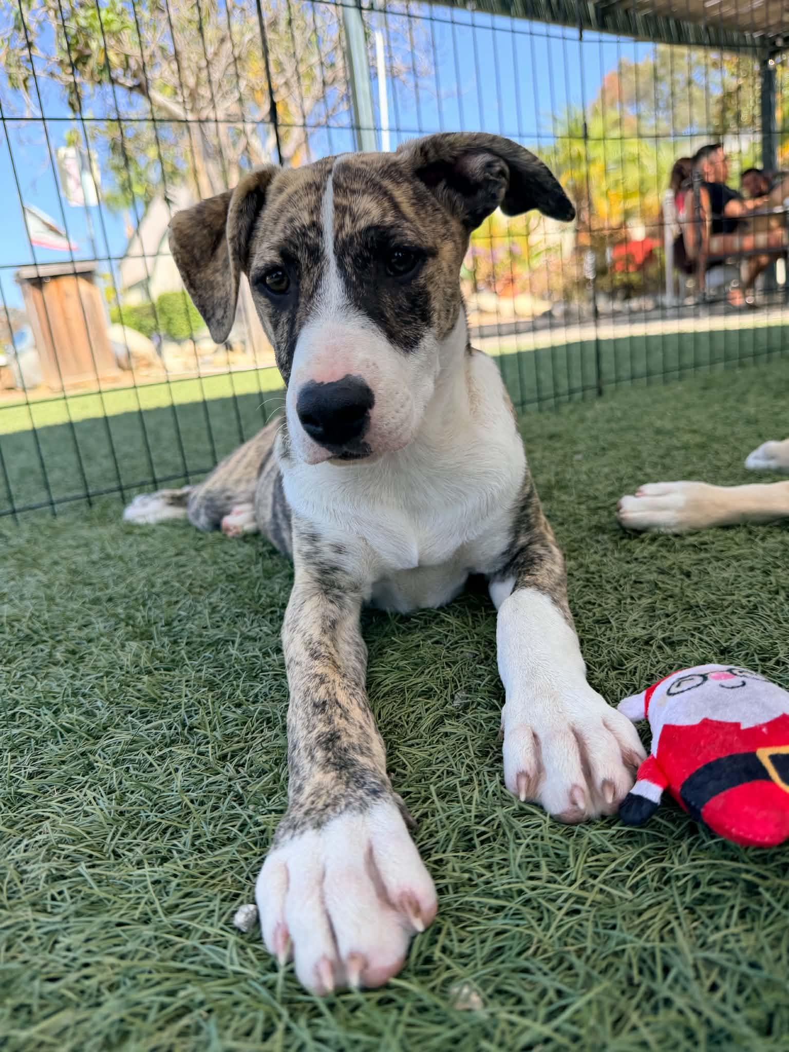 Beca, Adoptable, Puppy Female Terrier & Whippet.