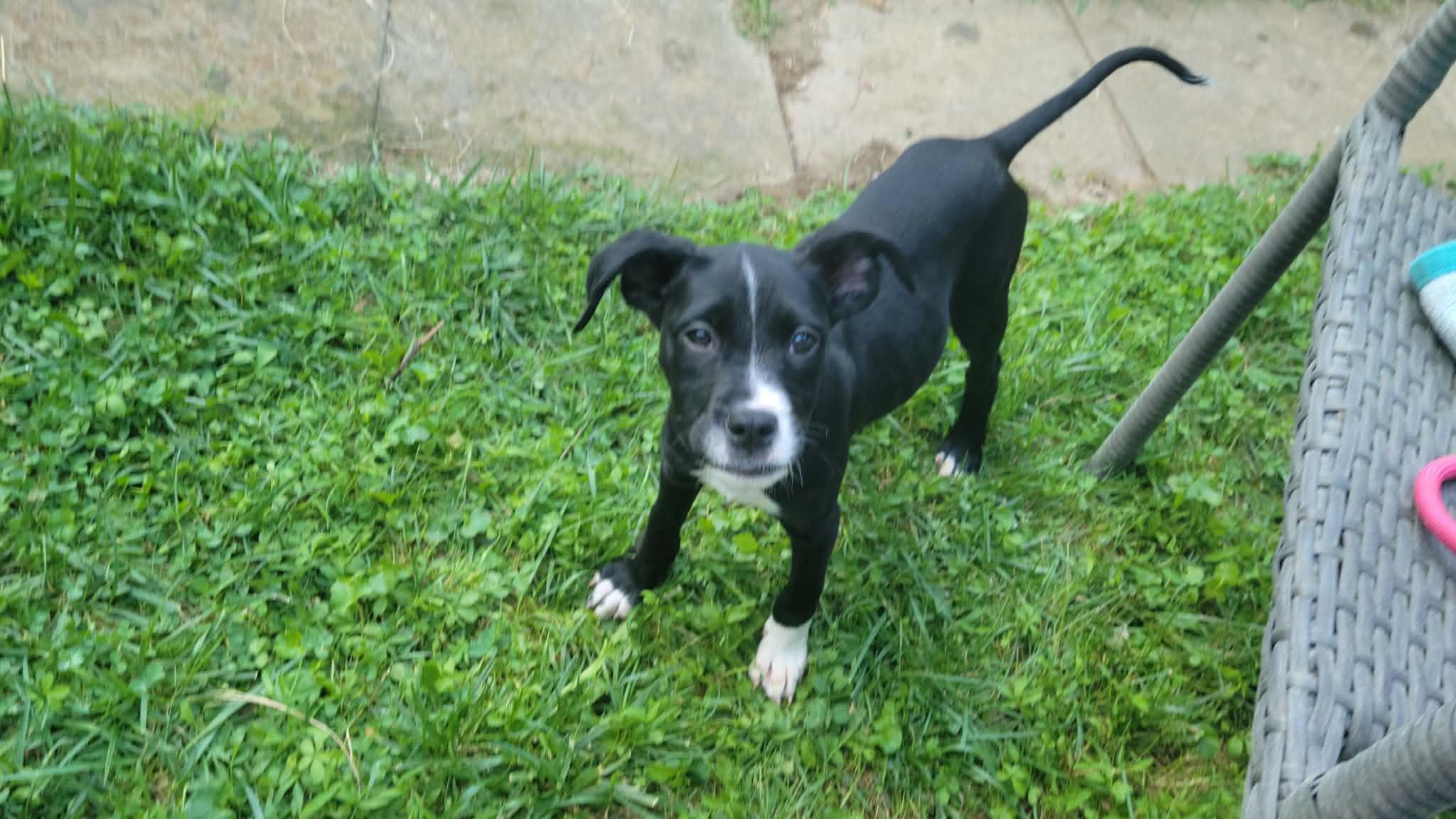 Enlarge Queen, a ADOPTABLE mixed breed in Blue Bell, PA image 2/5