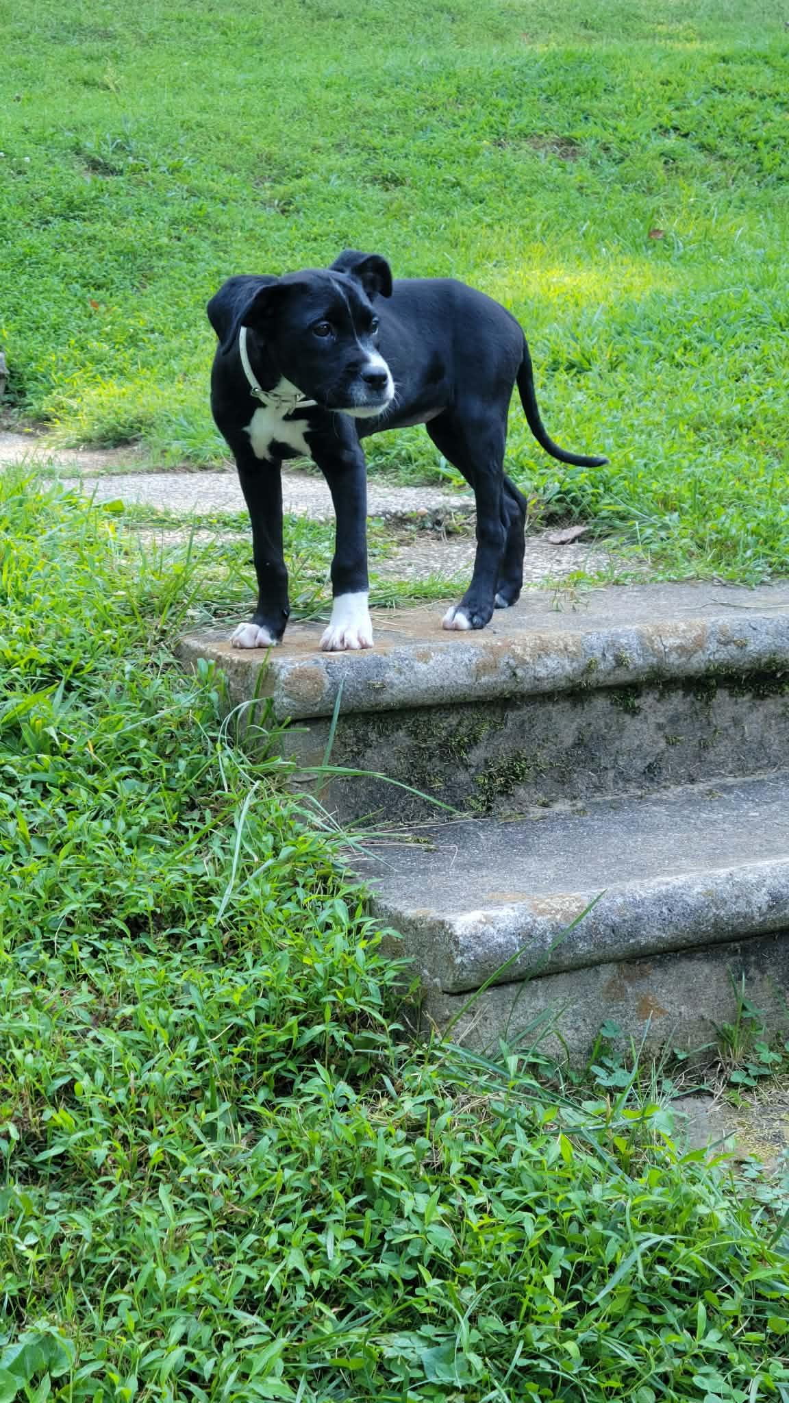 Enlarge Queen, a ADOPTABLE mixed breed in Blue Bell, PA image 1/5