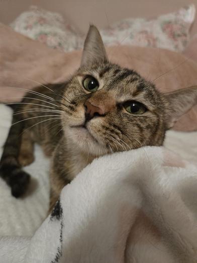 Honey — thumbnail 2