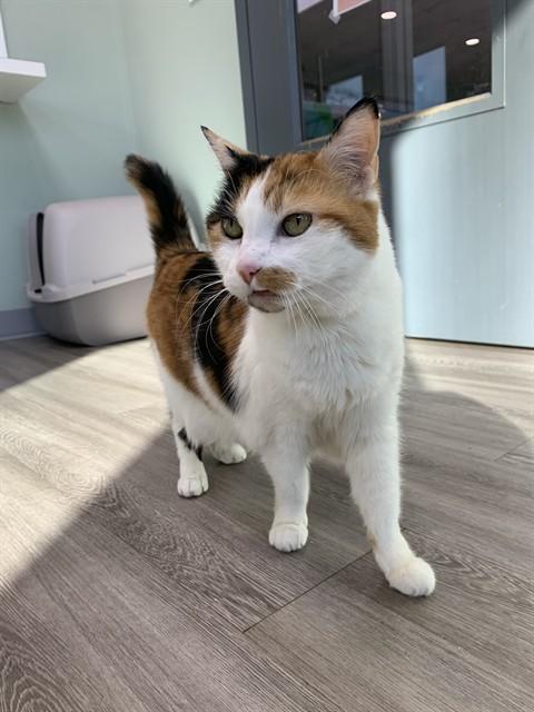 Enlarge FRANCESCA, a Adoptable Domestic Short Hair in Westminster, MD image 1/1