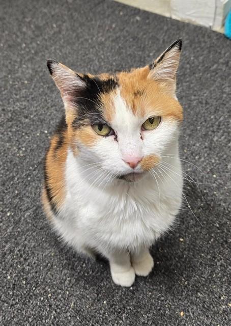 FRANCESCA, Adoptable, Senior Female Domestic Short Hair.