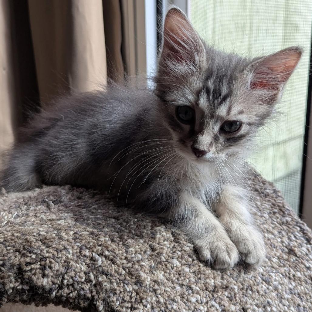 Riesling w/ Prosecco - Shy, but Sweet! Good w/ Cats & Kids!, Adoptable, Kitten Male Domestic Medium Hair.