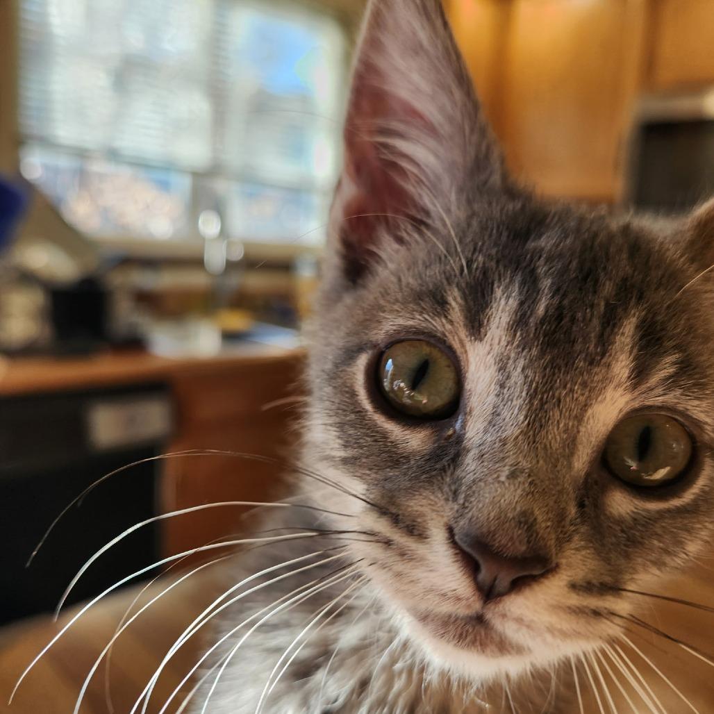 Riesling w/ Prosecco - Shy, but Sweet! Good w/ Cats & Kids!, a Adoptable Domestic Medium Hair in Flagstaff, AZ image 2/6