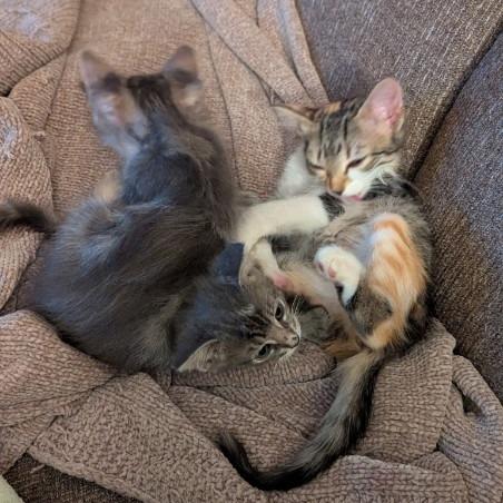 Riesling w/ Prosecco - Shy, but Sweet! Good w/ Cats & Kids!, a Adoptable Domestic Medium Hair in Flagstaff, AZ image 3/6