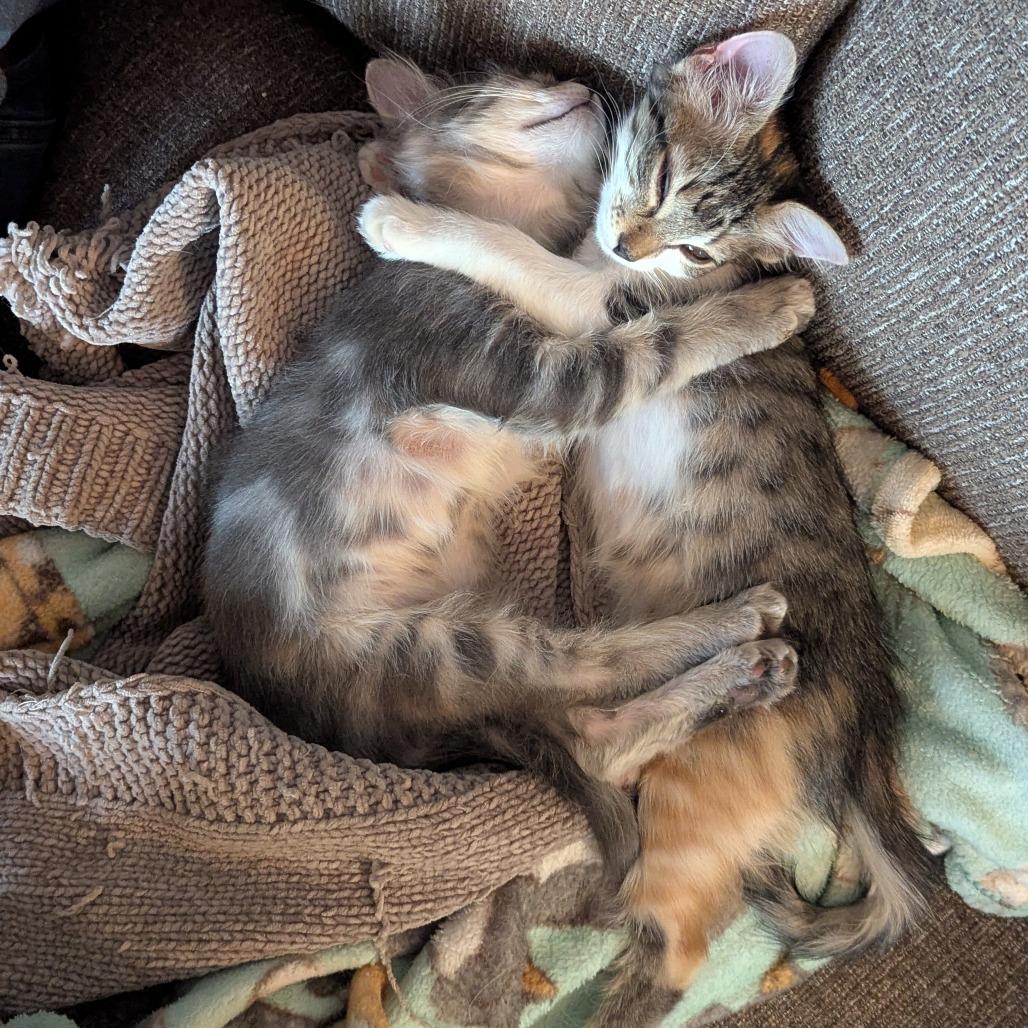 Riesling w/ Prosecco - Shy, but Sweet! Good w/ Cats & Kids!, a Adoptable Domestic Medium Hair in Flagstaff, AZ image 4/6