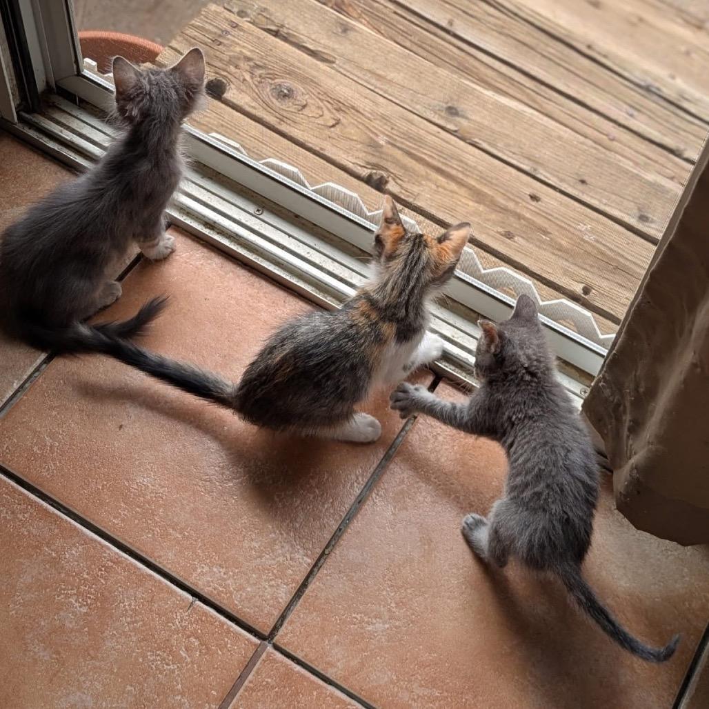 Riesling w/ Prosecco - Shy, but Sweet! Good w/ Cats & Kids!, a Adoptable Domestic Medium Hair in Flagstaff, AZ image 5/6