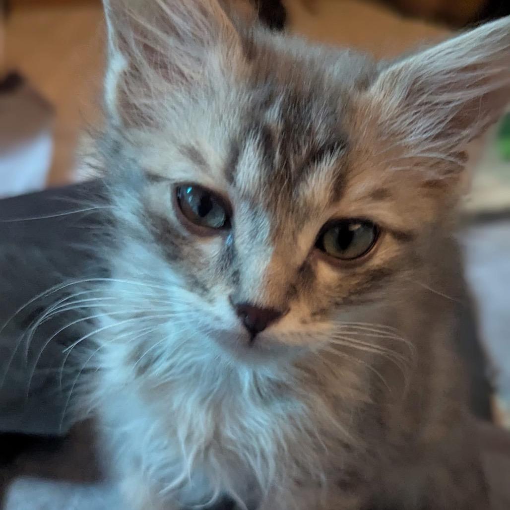 Riesling w/ Prosecco - Shy, but Sweet! Good w/ Cats & Kids!, a Adoptable Domestic Medium Hair in Flagstaff, AZ image 6/6