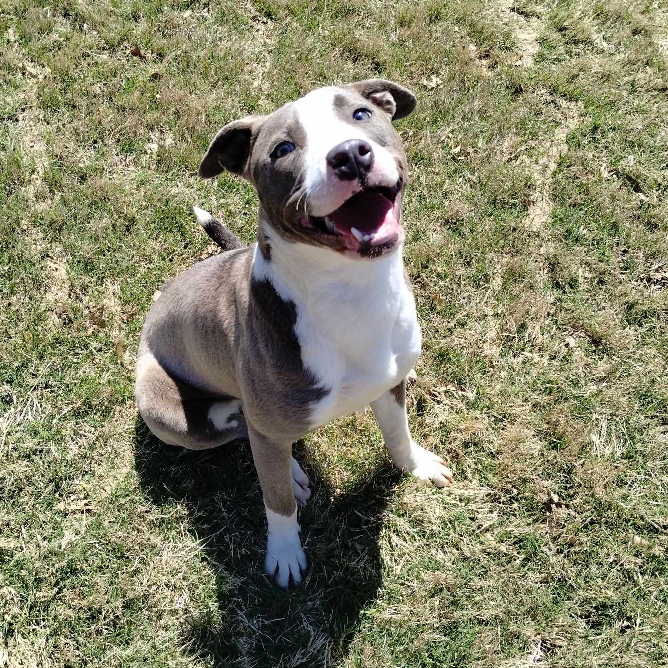 Athena, Young Female American Staffordshire Terrier