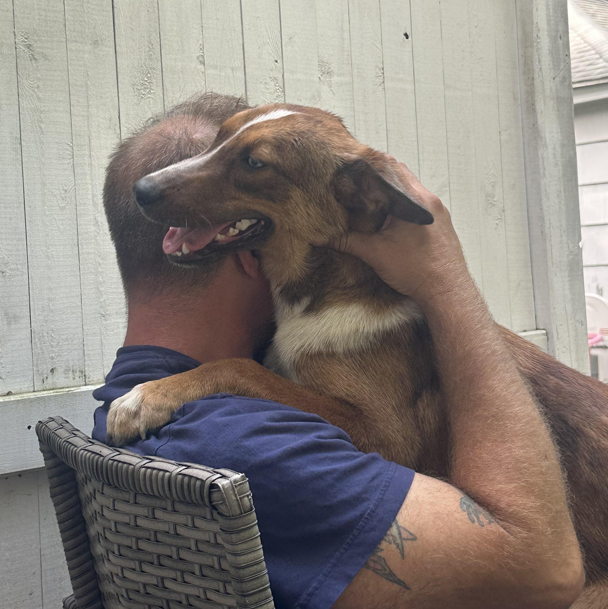 Enlarge Duce, a Adopted mixed breed in Pawcatuck , CT image 3/6