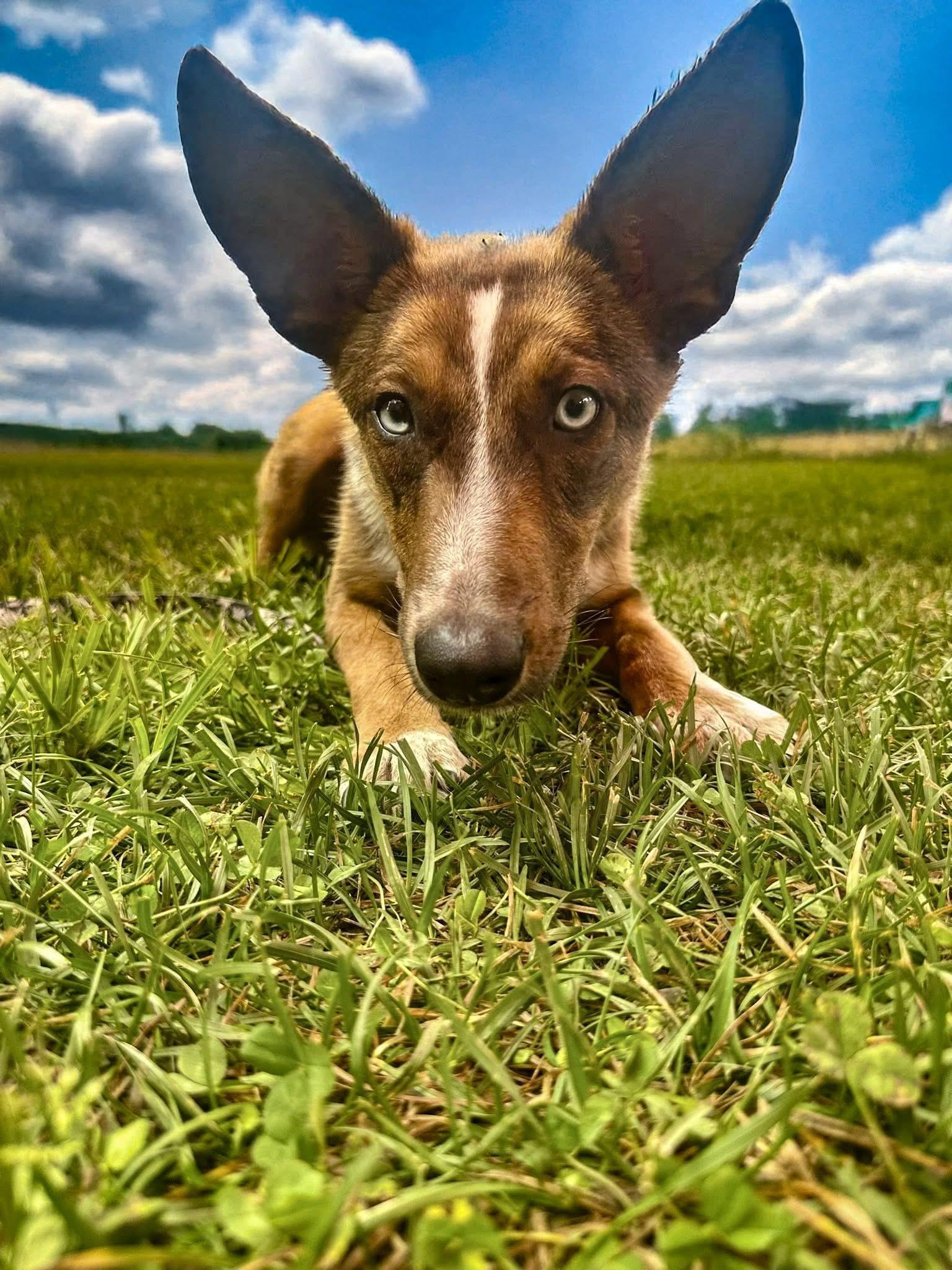 Enlarge Duce, a Adopted mixed breed in Pawcatuck , CT image 4/6