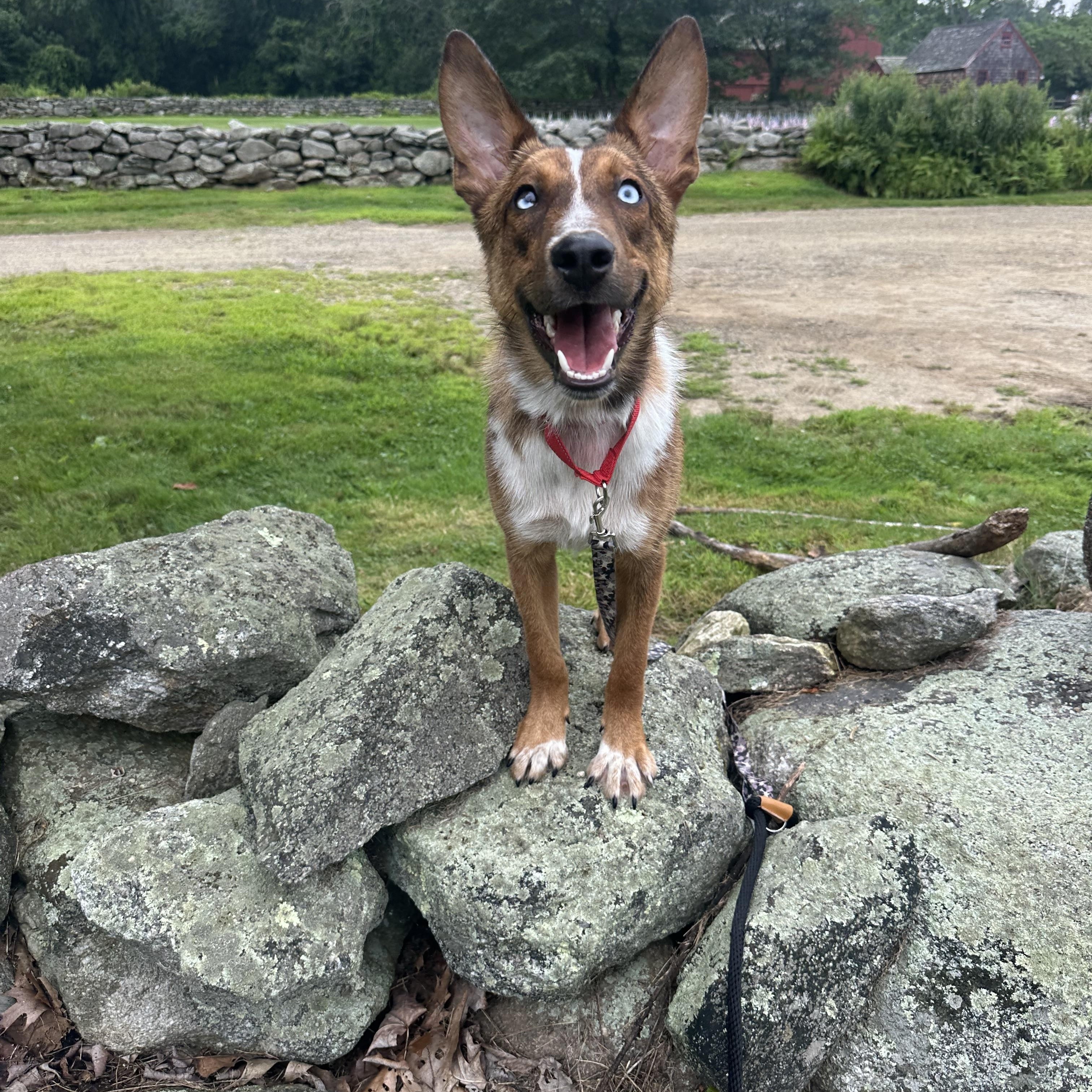 Enlarge Duce, a Adopted mixed breed in Pawcatuck , CT image 1/6