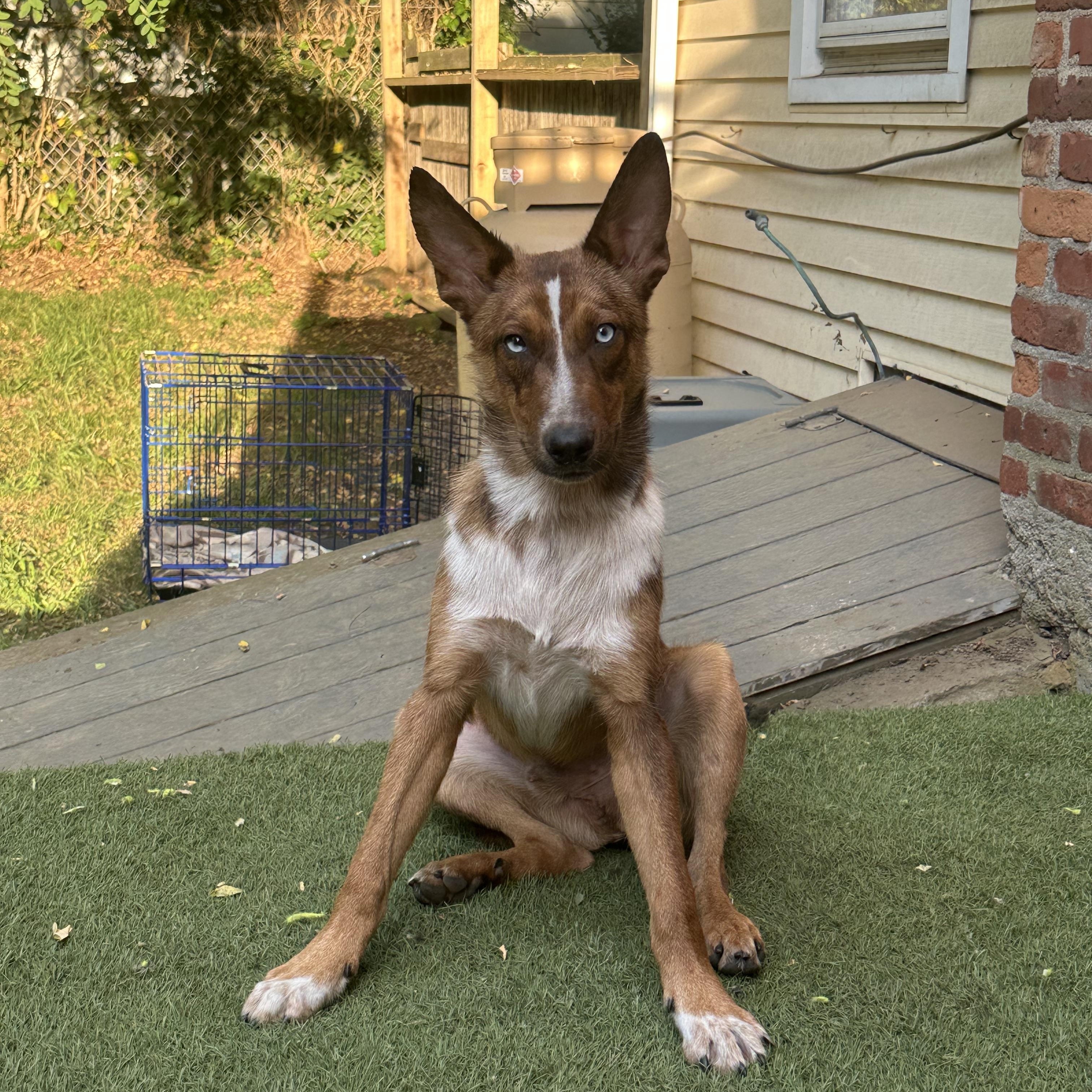 Enlarge Duce, a Adopted mixed breed in Pawcatuck , CT image 5/6