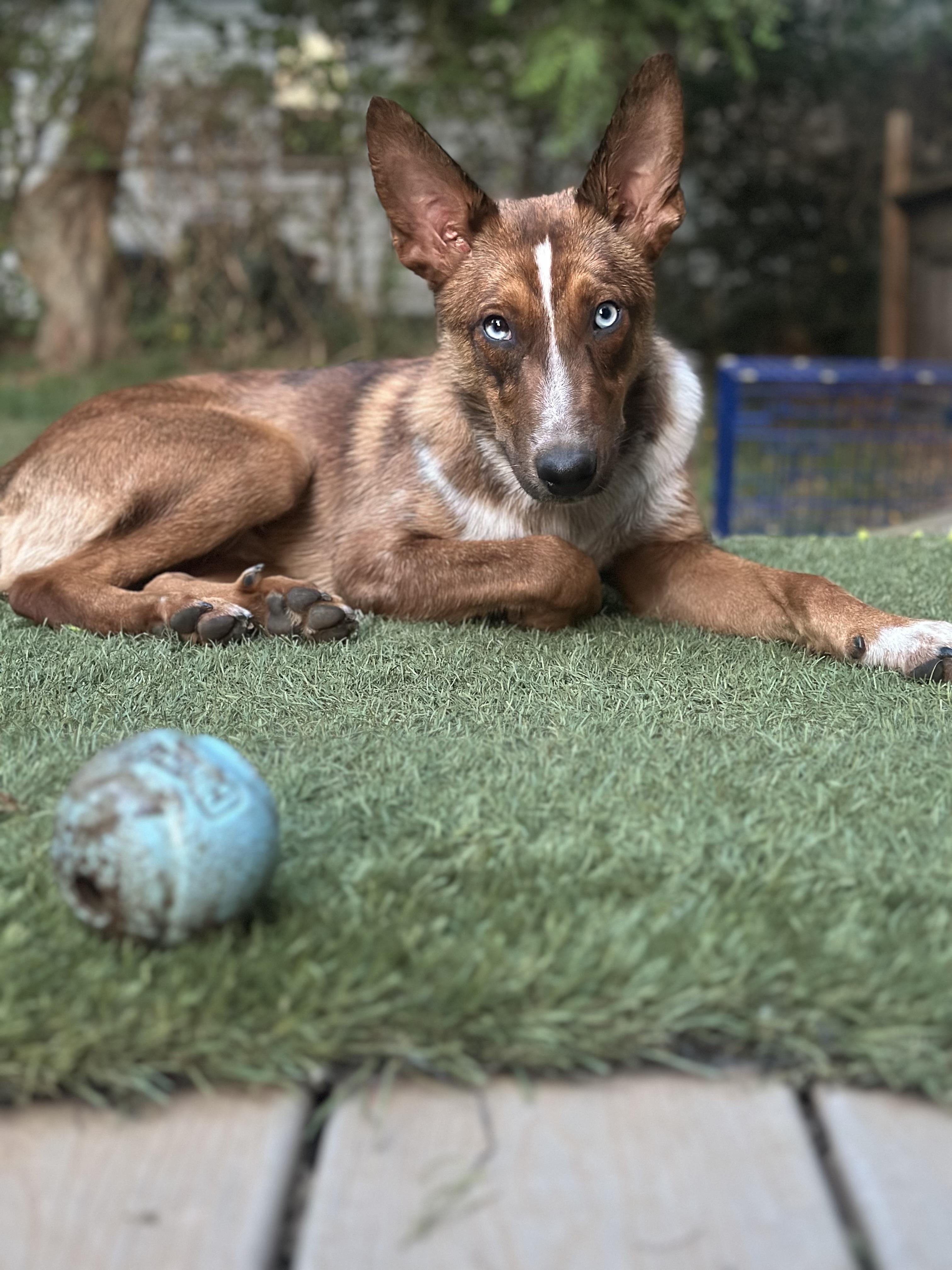 Enlarge Duce, a Adopted mixed breed in Pawcatuck , CT image 6/6