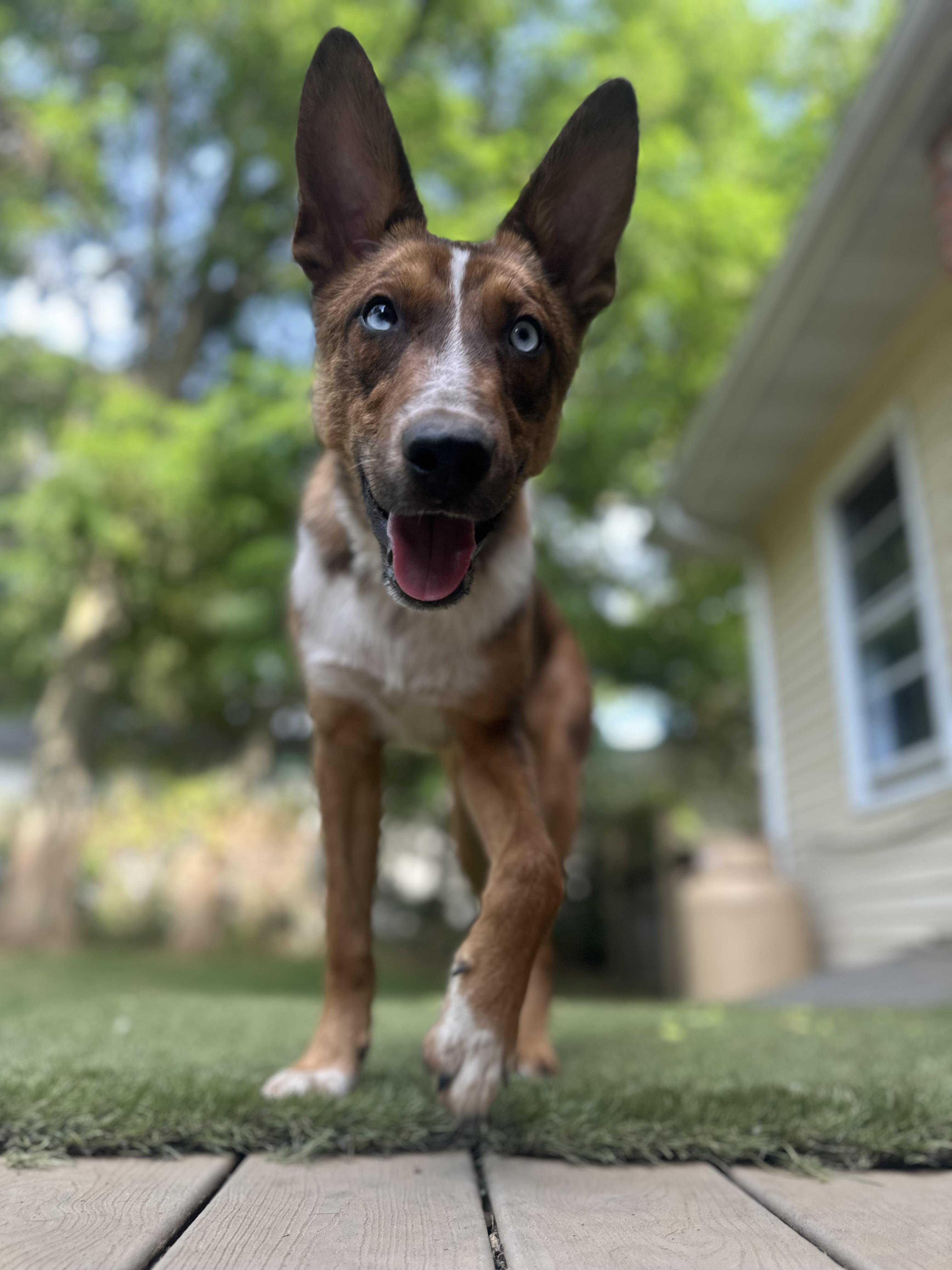 Enlarge Duce, a Adopted mixed breed in Pawcatuck , CT image 2/6