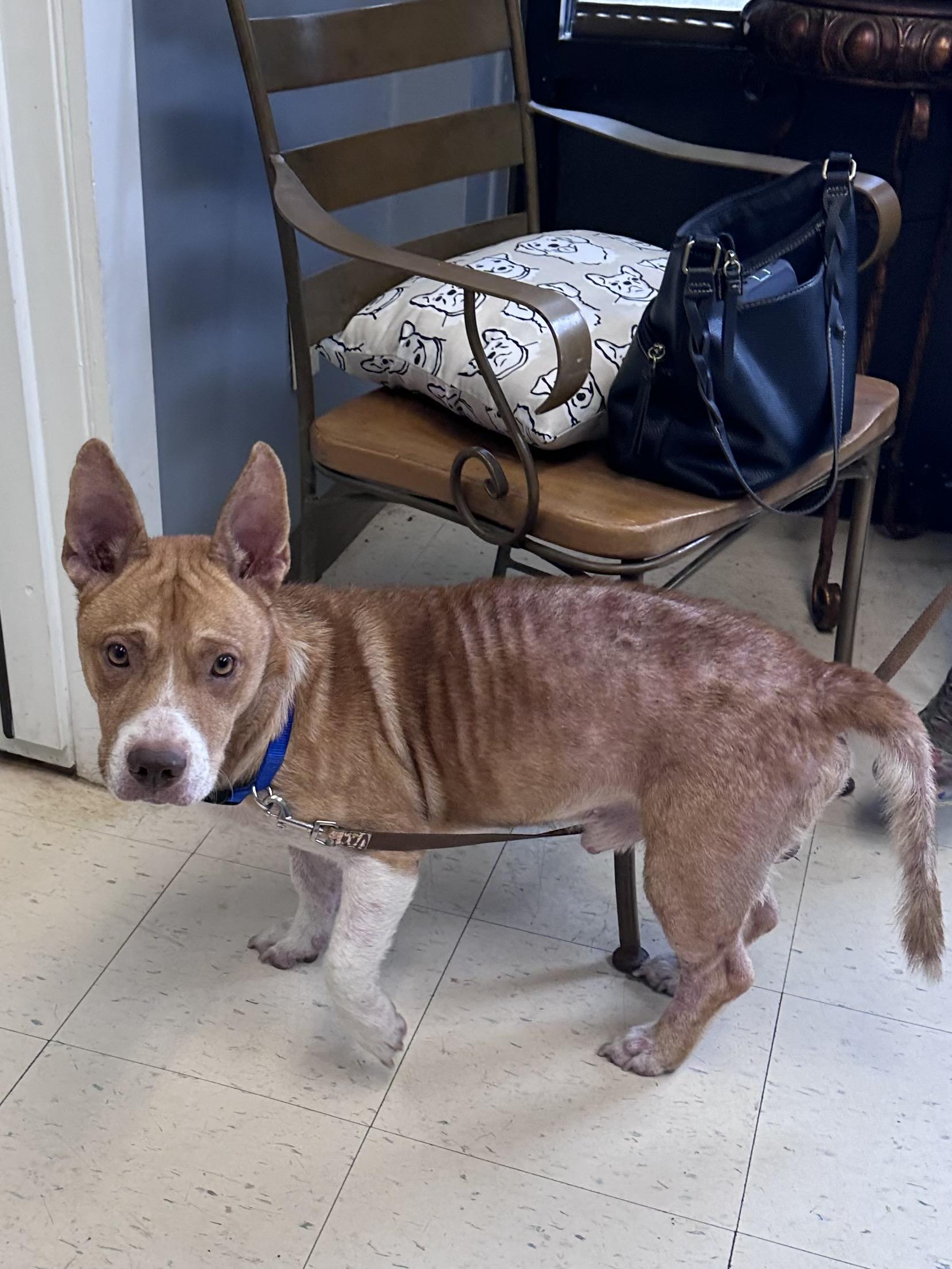 Enlarge Rowdy B, a Adoptable mixed breed in Dyersburg, TN image 1/4
