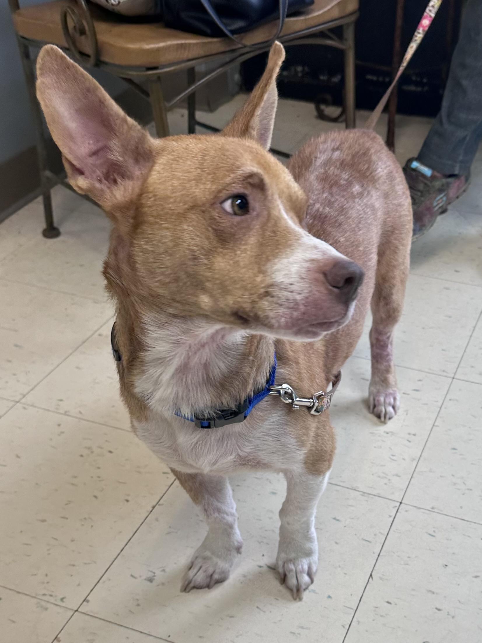 Enlarge Rowdy B, a Adoptable mixed breed in Dyersburg, TN image 3/4
