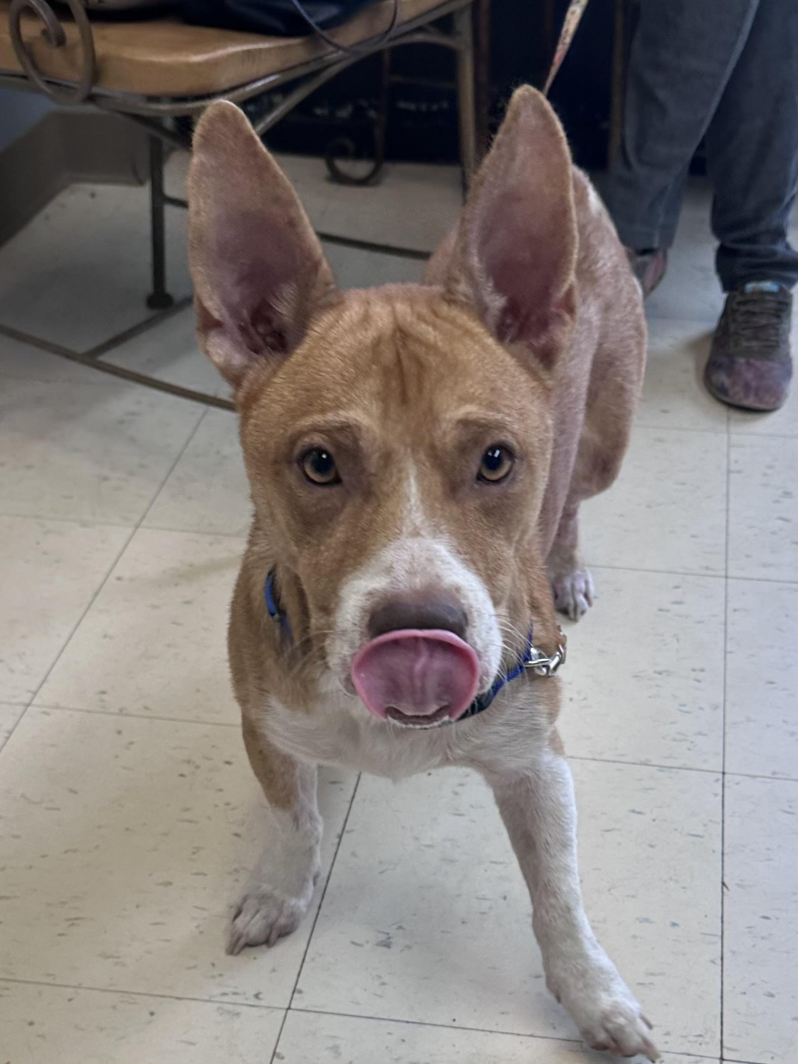 Enlarge Rowdy B, a Adoptable mixed breed in Dyersburg, TN image 2/4