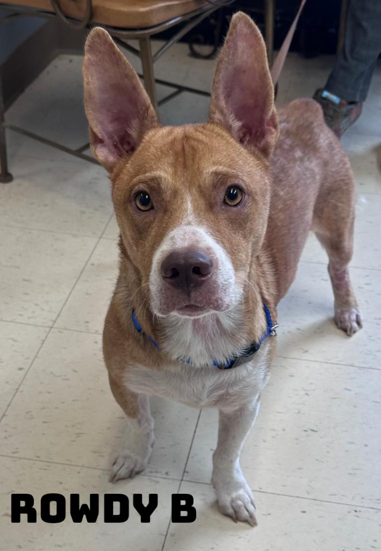 Enlarge Rowdy B, a Adoptable mixed breed in Dyersburg, TN image 4/4