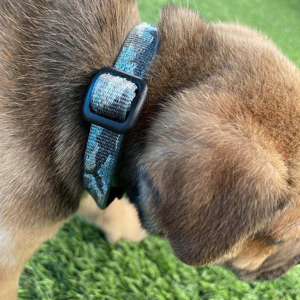 Enlarge Taco, a Adoptable mixed breed in Sarasota, FL image 1/6