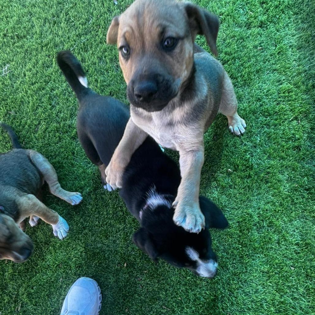 Enlarge Taco, a Adoptable mixed breed in Sarasota, FL image 2/6