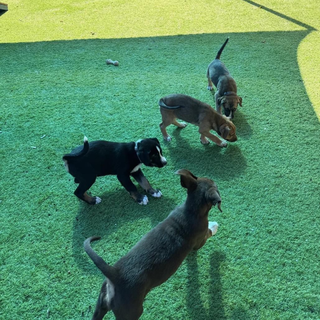 Enlarge Taco, a Adoptable mixed breed in Sarasota, FL image 4/6