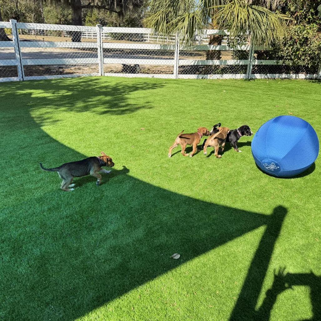 Enlarge Taco, a Adoptable mixed breed in Sarasota, FL image 5/6