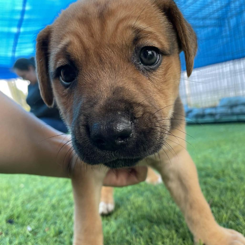 Enlarge Taco, a Adoptable mixed breed in Sarasota, FL image 6/6