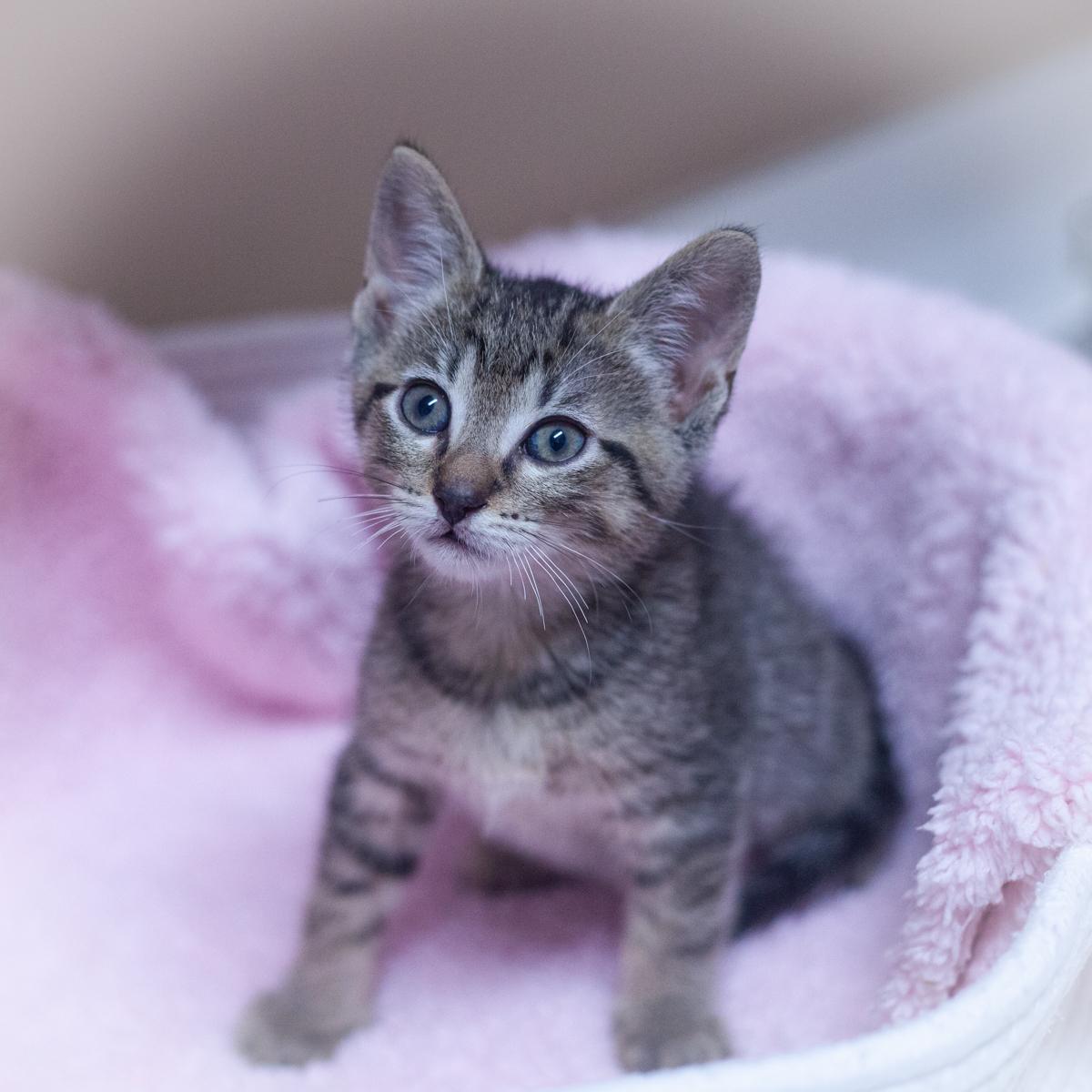 Stryker, Baby Male Domestic Short Hair