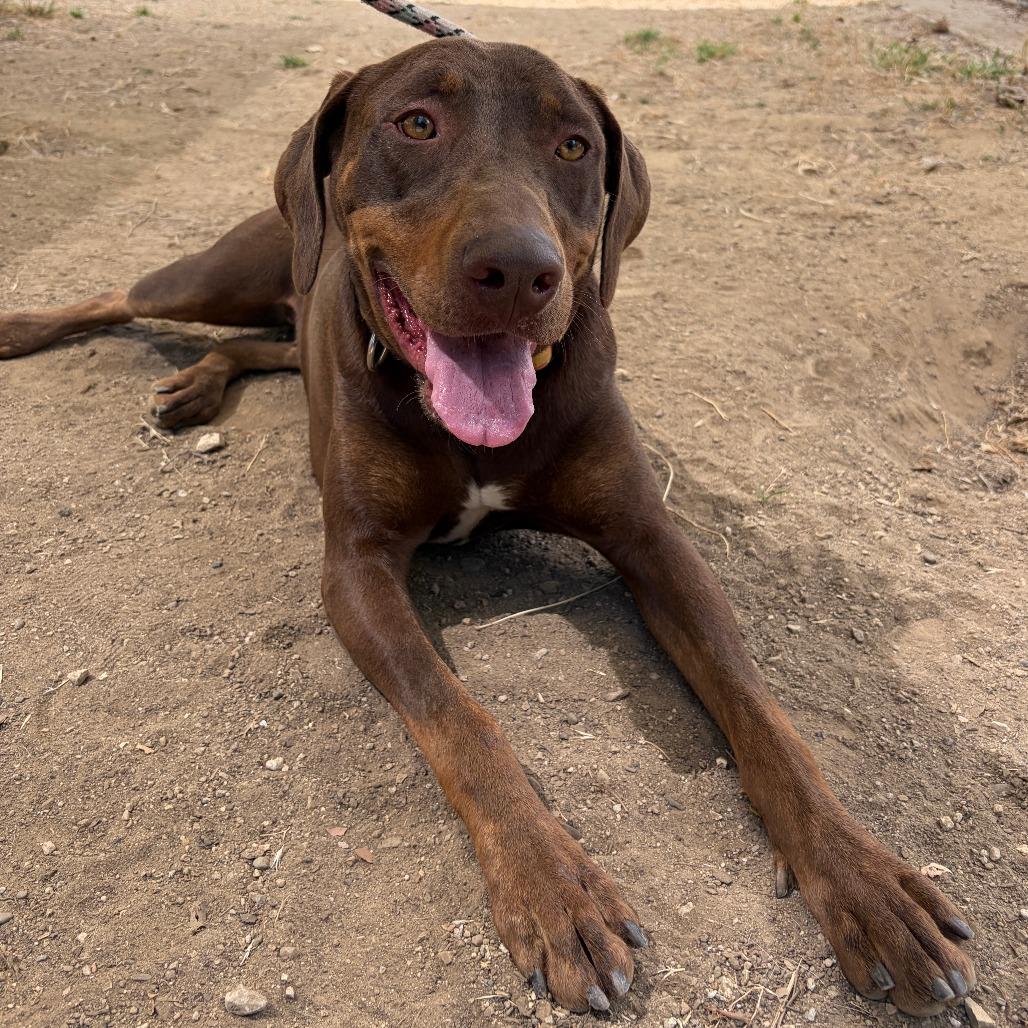 Canela, Adoptable, Young Female Doberman Pinscher & Mixed Breed.