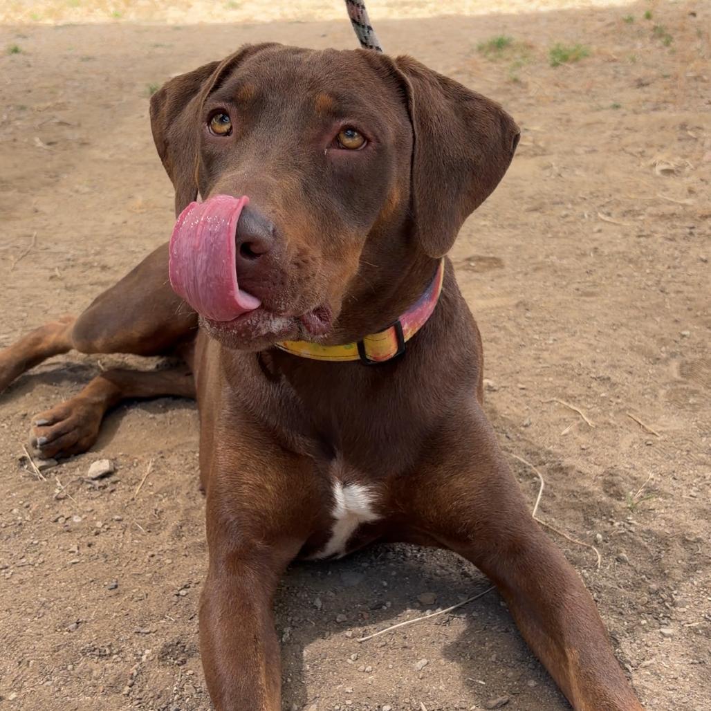 Enlarge Canela, a Adoptable mixed breed in Ojai, CA image 2/6