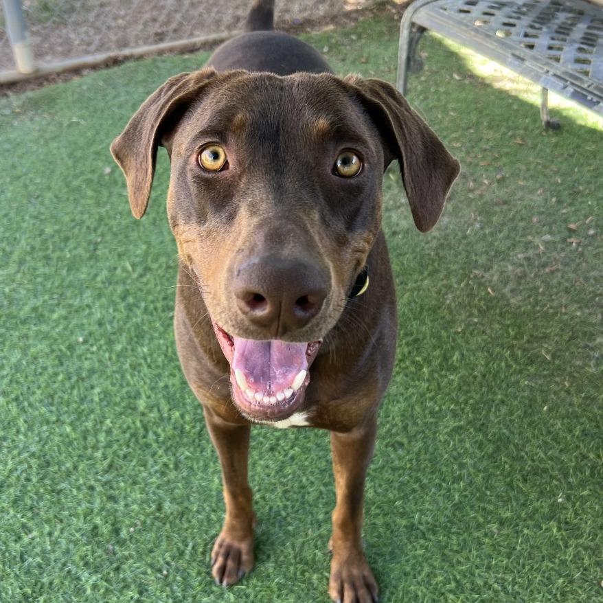 Enlarge Canela, a Adoptable mixed breed in Ojai, CA image 3/6