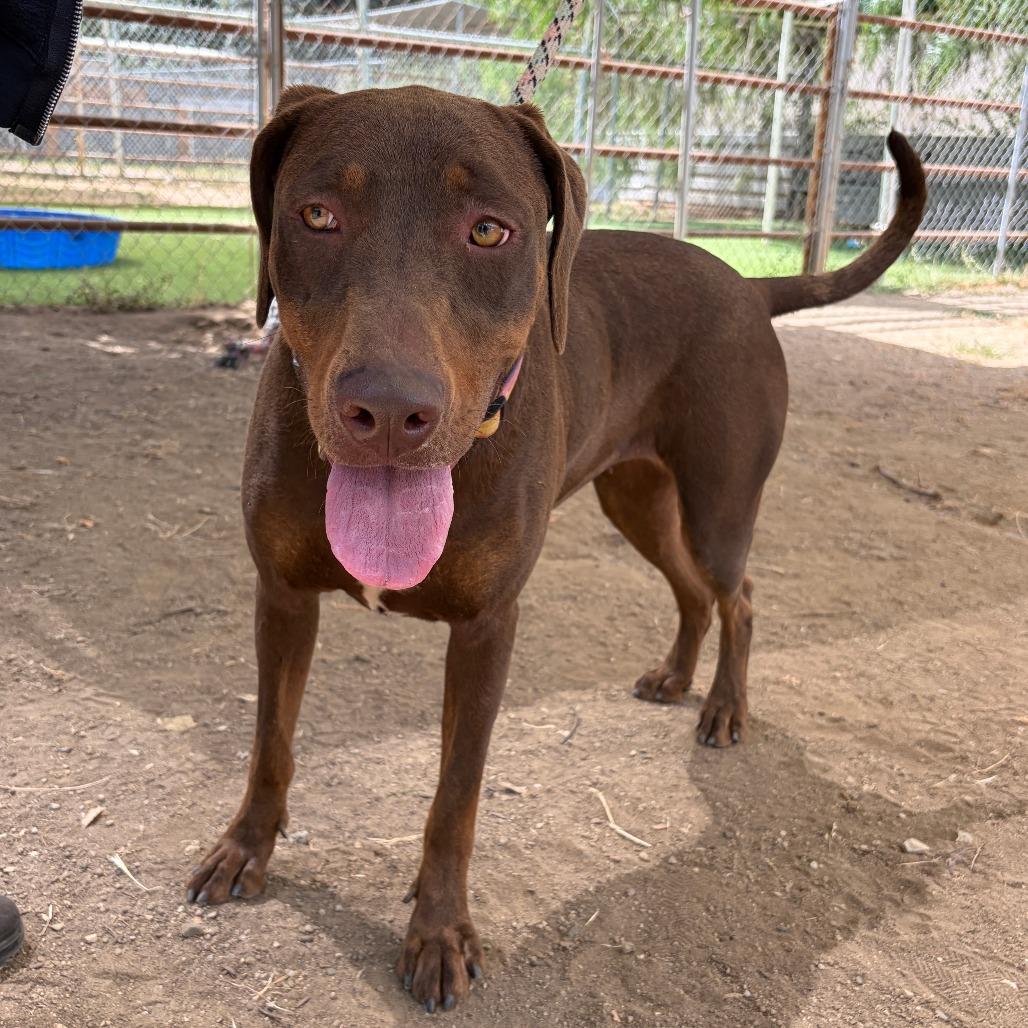Enlarge Canela, a Adoptable mixed breed in Ojai, CA image 4/6
