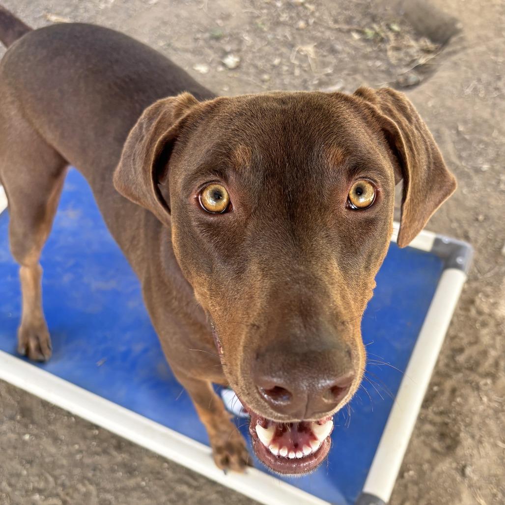 Canela, Adoptable, Young Female Doberman Pinscher & Mixed Breed.