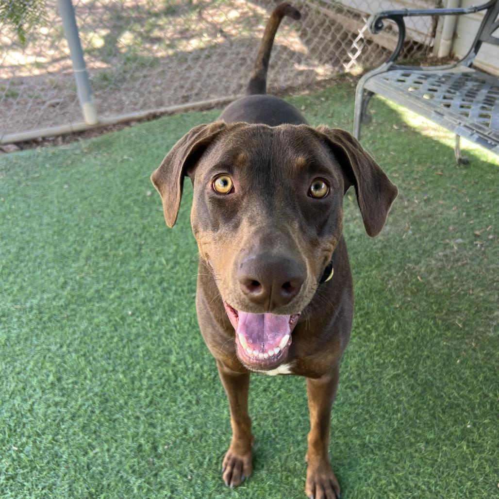 Enlarge Canela, a Adoptable mixed breed in Ojai, CA image 2/3