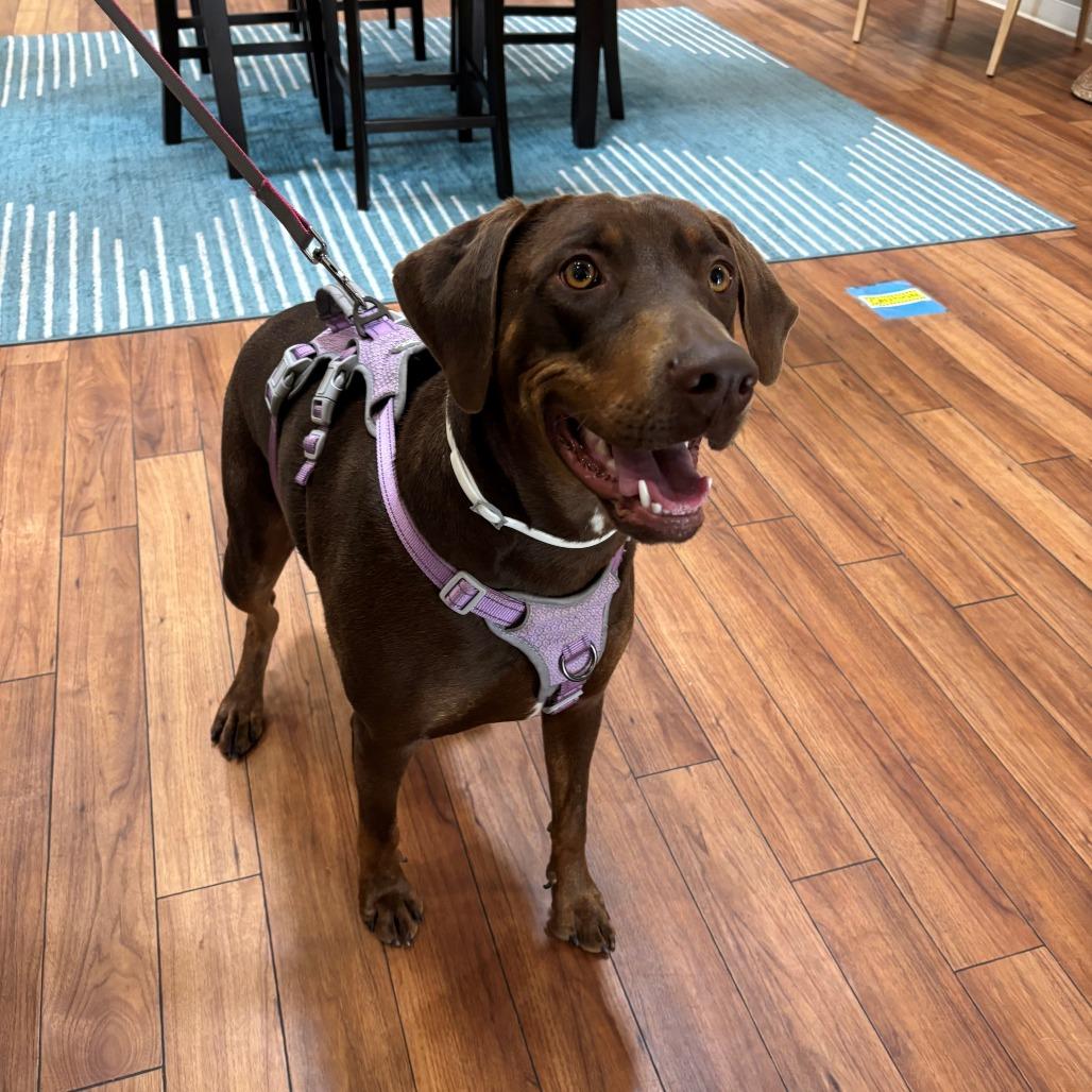Enlarge Canela, a Adoptable mixed breed in Ojai, CA image 3/3
